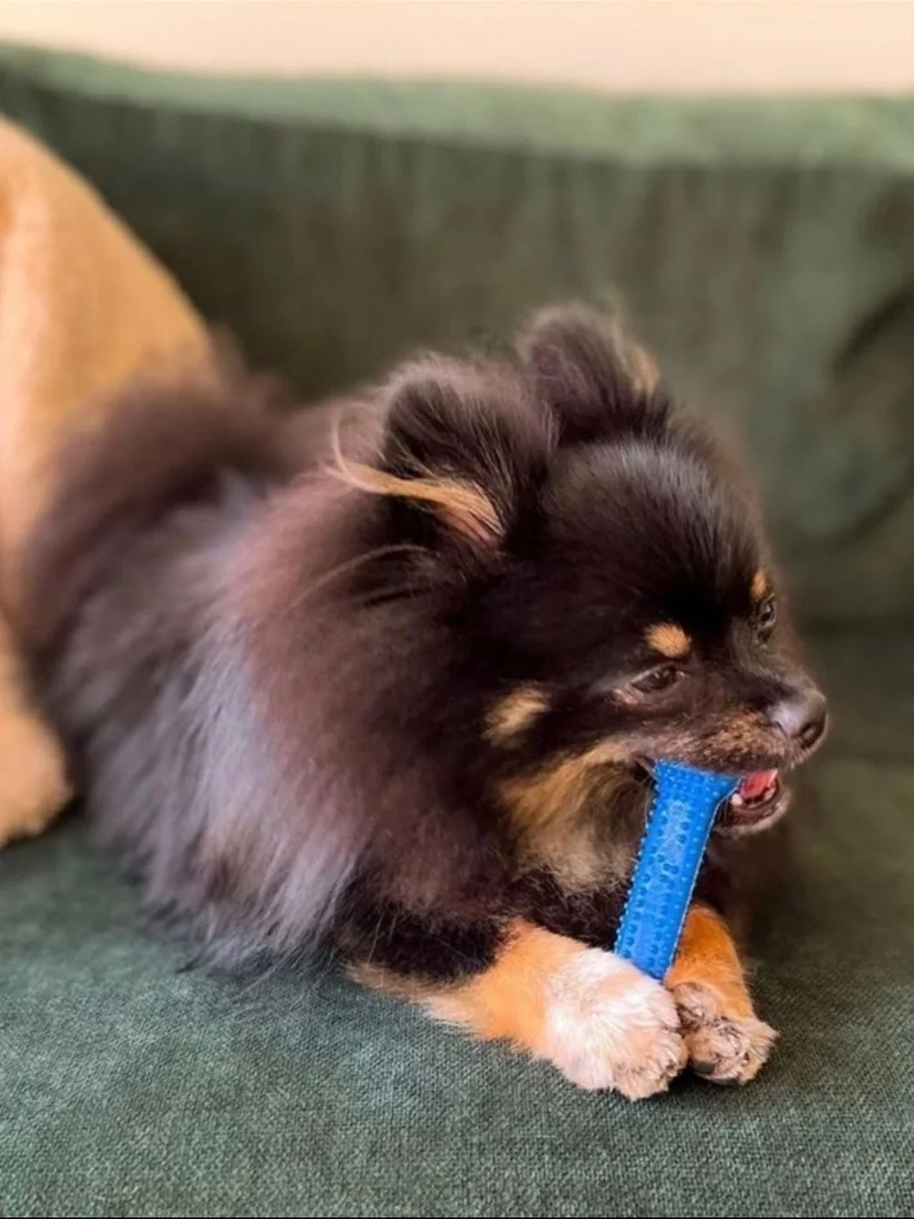 Dog Chew Toy